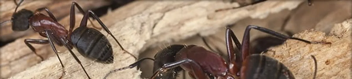 Close-up of ants on wood showing an active ant infestation in Dallas, TX