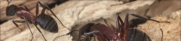 Close-up of ants on wood showing an active ant infestation in Dallas, TX