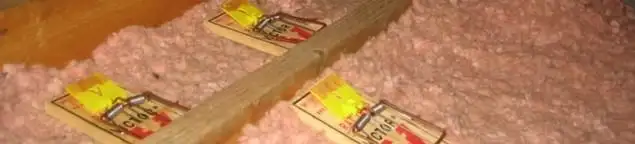 Mouse traps placed in an attic for rodent control in Dallas, TX