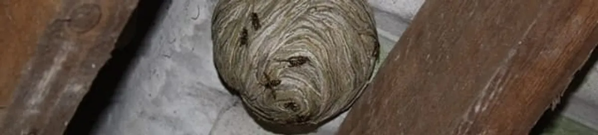 Wasp nest in an attic space, a common home infestation risk in Dallas, TX
