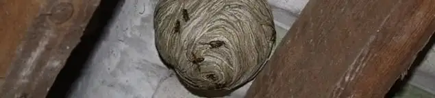 Wasp nest in an attic space, a common home infestation risk in Dallas, TX