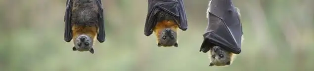Bats roosting together, a common sign of a bat infestation in Dallas, TX