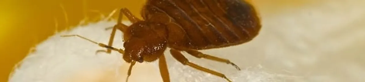 Close-up of a bed bug, a sign of an active infestation in Dallas, TX