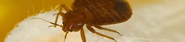 Close-up of a bed bug, a sign of an active infestation in Dallas, TX