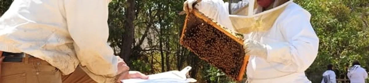 Bee removal specialists relocating a hive and honeycomb safely in Dallas, TX
