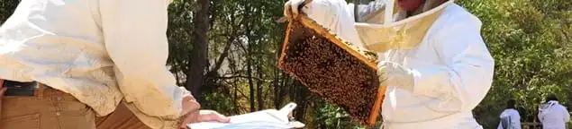 Bee removal specialists relocating a hive and honeycomb safely in Dallas, TX