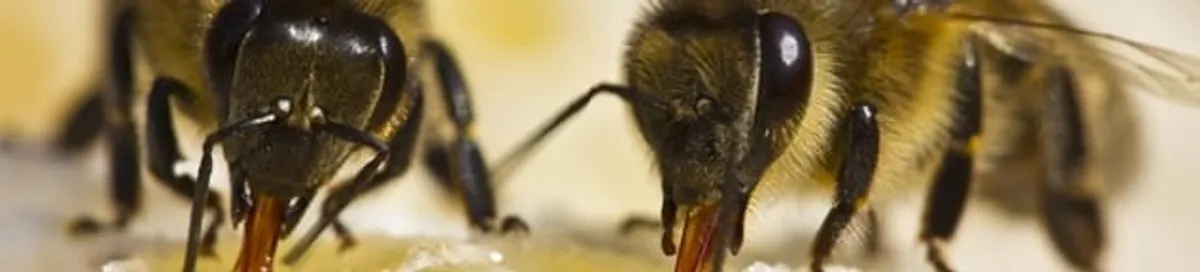Close-up of honey bees, a sign of a nearby hive in Dallas, TX