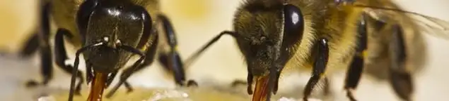 Close-up of honey bees, a sign of a nearby hive in Dallas, TX