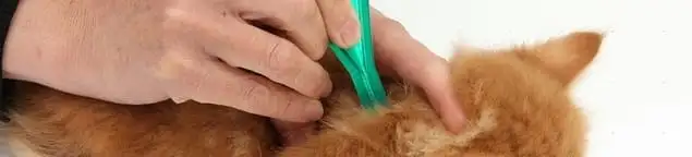 Flea treatment for pets using a flea comb, a sign of flea problems in Dallas, TX