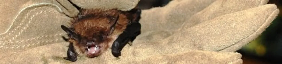 Bat removal specialist holding a bat safely during humane exclusion in Dallas, TX