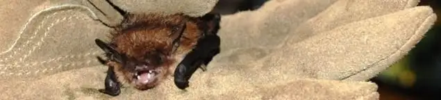 Bat removal specialist holding a bat safely during humane exclusion in Dallas, TX