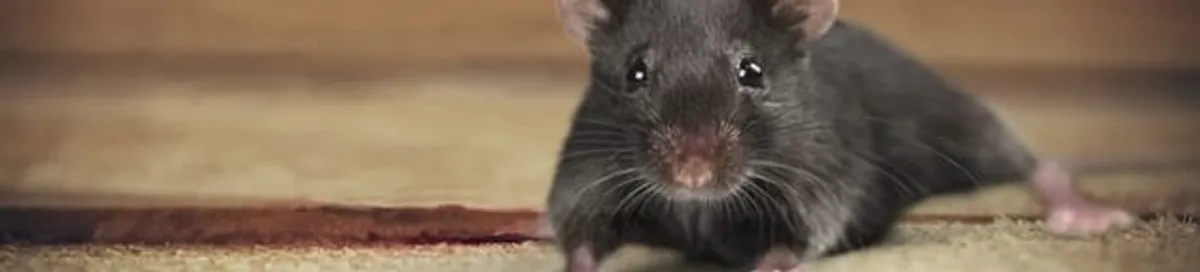Mouse indoors, a common sign of a rodent infestation in Dallas, TX