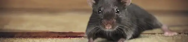Mouse indoors, a common sign of a rodent infestation in Dallas, TX