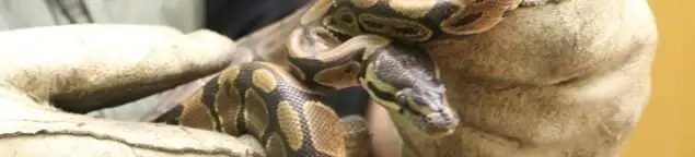 Snake removal specialist safely handling a snake with protective gloves in Dallas, TX