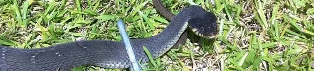 Snake in a yard, a common sign of a snake problem near a home in Dallas, TX