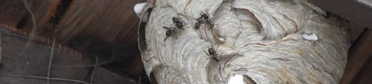 Close-up of a wasp nest with active wasps, a sign of an infestation in Dallas, TX