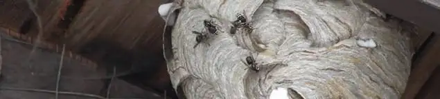 Close-up of a wasp nest with active wasps, a sign of an infestation in Dallas, TX